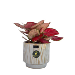 نبات جلد النمر – snake plant