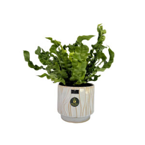 نبات جلد النمر – snake plant