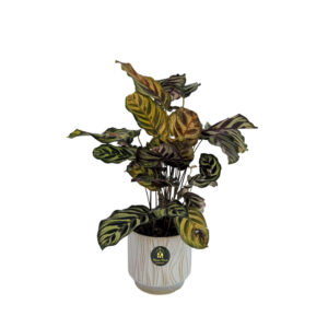 نبات جلد النمر – snake plant