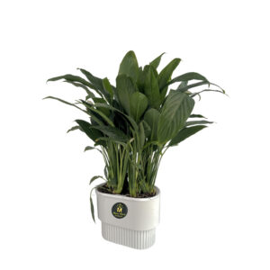 نبات جلد النمر – snake plant