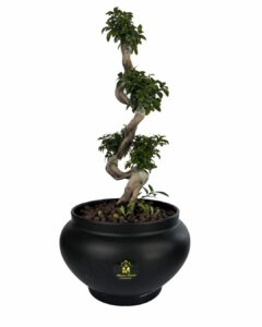 نبات جلد النمر – snake plant