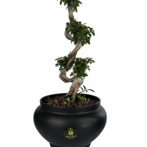 نبات جلد النمر – snake plant